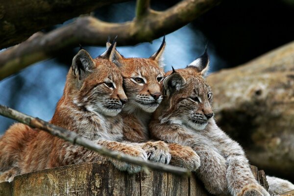 Familia de linces en el bosque