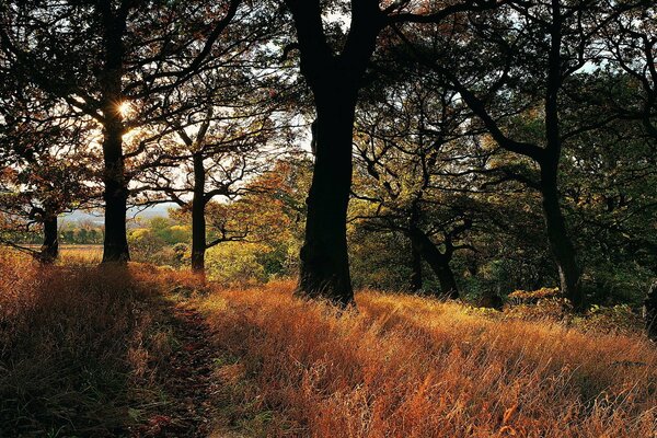 Sonnenstrahlen versuchen, den Herbstwald aufzuwärmen