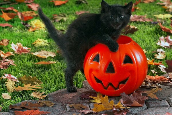 Gatito negro en calabaza de Halloween