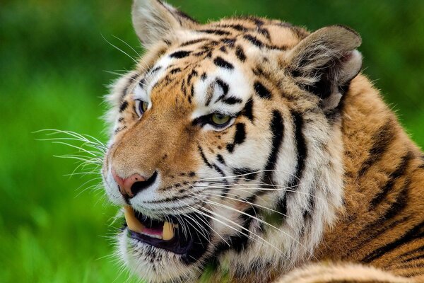 El tigre abre la boca y Mira a lo lejos