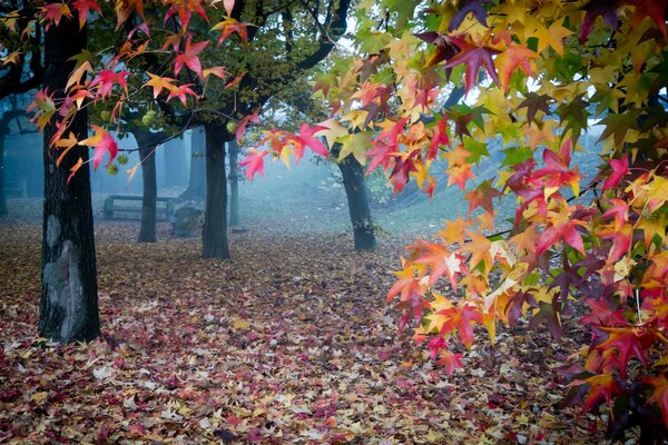 Autumn leaves in a misty garden