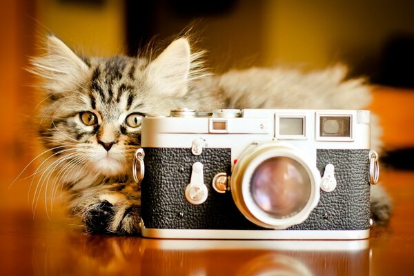 Fluffy kitten hid behind the camera