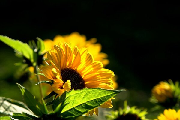 Yellow sunflowers are leaning towards the sun