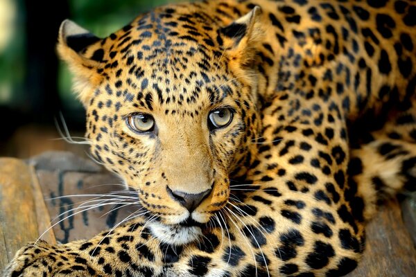 The leopard is lying on the wooden floor