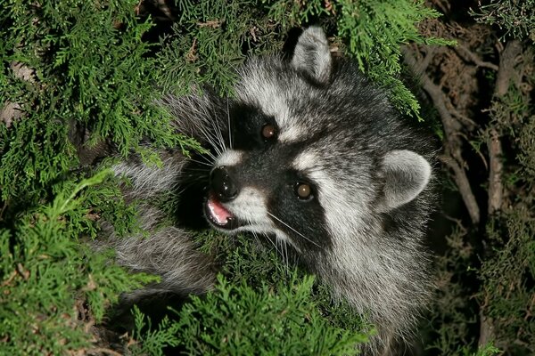 Photo d un animal de Raton laveur dans la verdure