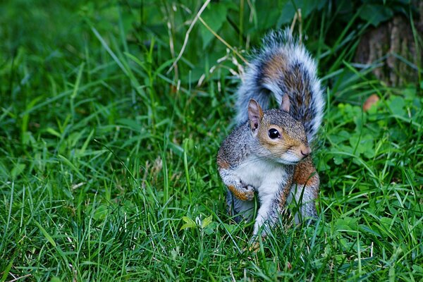 Squirrel on the summer green grass