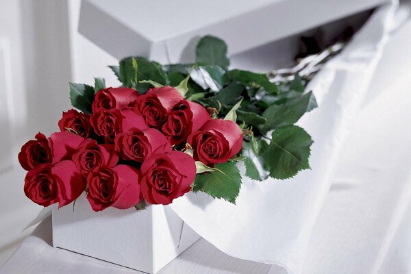 Bouquet de roses en cadeau sur fond blanc