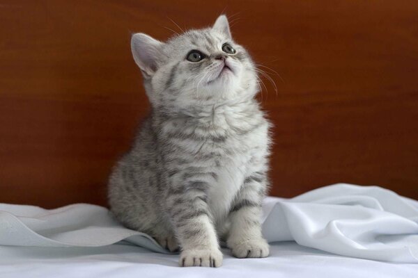 A British kitten on a white sheet