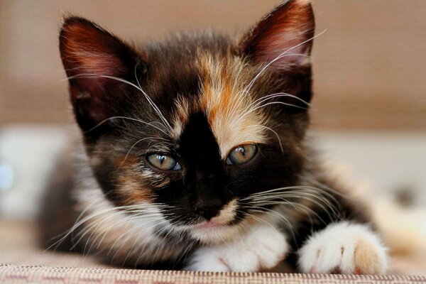 Gatto tricolore sdraiato sul letto