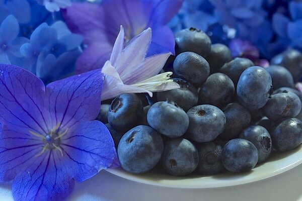 Bleuets avec de belles fleurs bleues