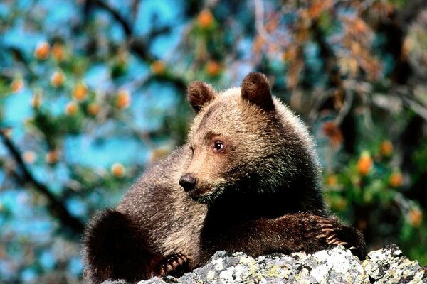 A young bear cub is resting on a rock