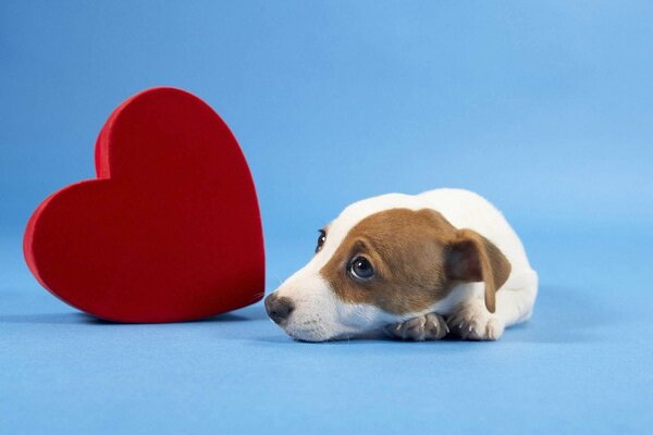 Chiot avec coeur sur fond bleu