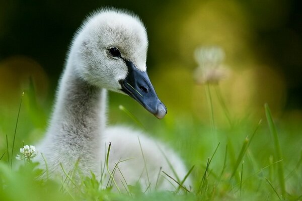 The bird hides in the grass like a bird