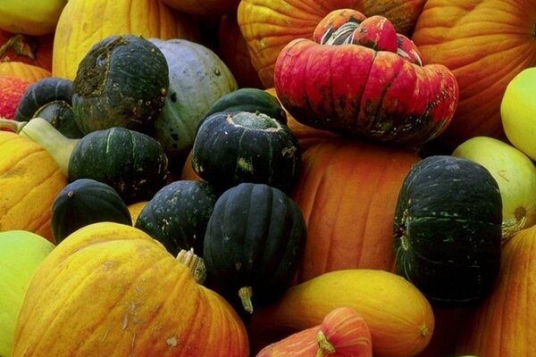 Pumpkins of different colors