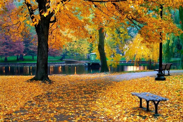 Parque de otoño cubierto de hojas doradas