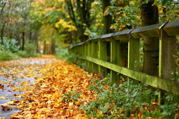 A road strewn with autumn yellowed leaves