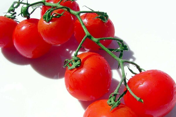 Tomates cerises rouges