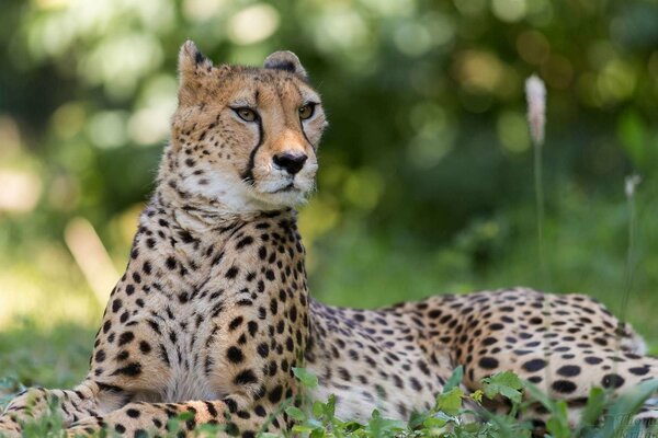 Guépard tacheté dans l herbe