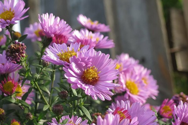 Fleurs roses douces