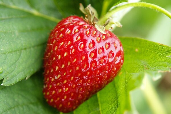 Récolte fraîche de fraises sur le buisson