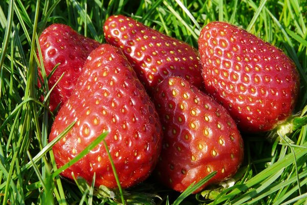 Fresh berry strawberries on the grass