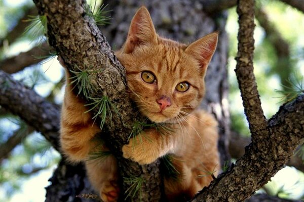 A red-haired cat is sitting on a branch of a coniferous tree