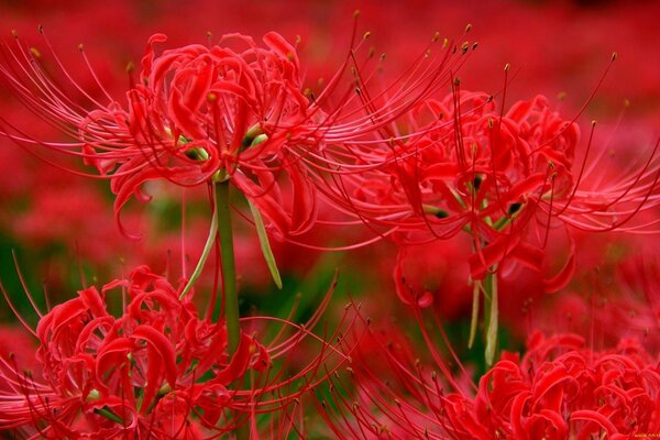 Fancy Red Spider Lily Flowers