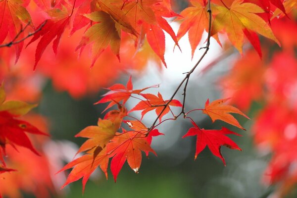 Fiery autumn leaf of the firebird