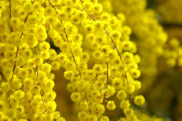 Branche brillante de Mimosa jaune