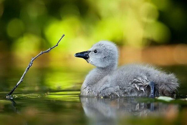 Wasservogel schwimmt über den Teich