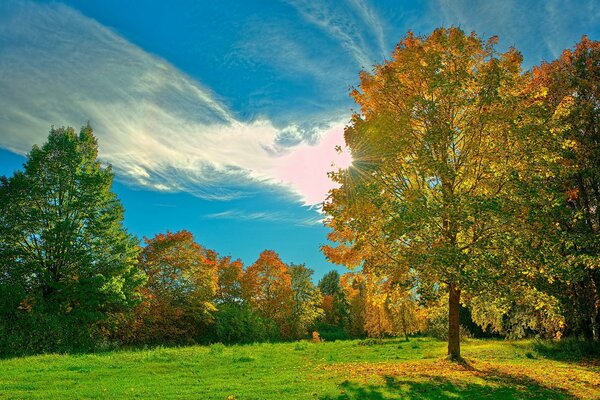 A lawn with green grass in the forest