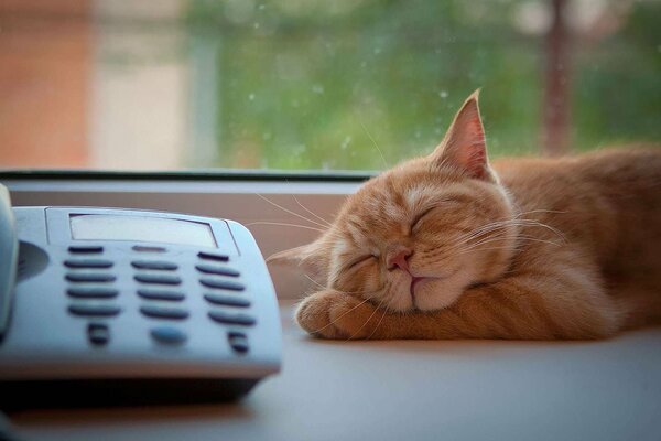 A red-haired cat sleeps on the windowsill next to a home phone