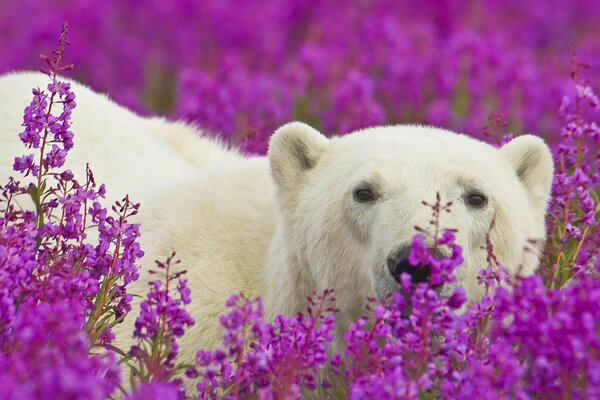 Ours polaire dans un champ de fleurs violettes