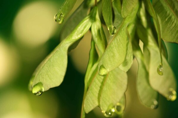 Gotas que caen sobre las hojas verdes