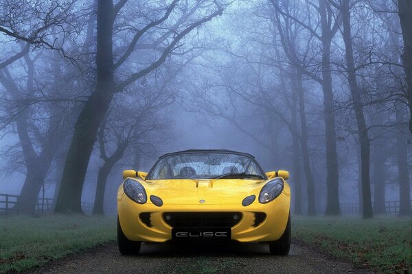 Coche amarillo entre los árboles de niebla en la carretera