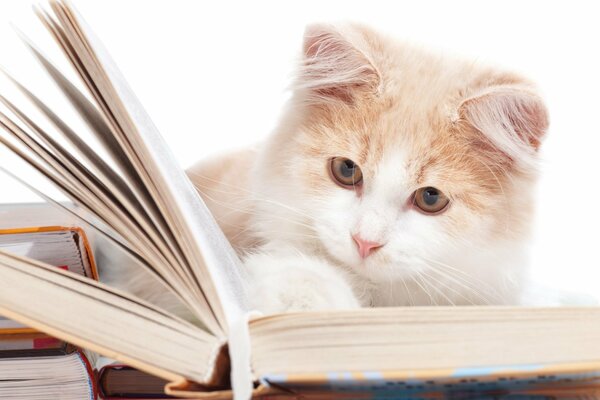 Katze liest ein Buch auf dem Tisch