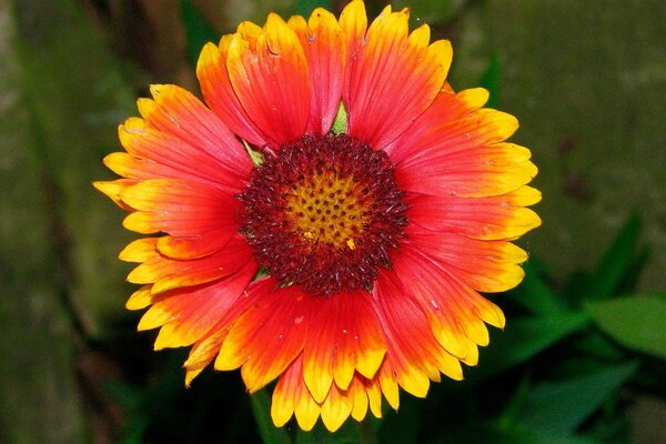 Hermosa gerbera naranja sobre fondo verde