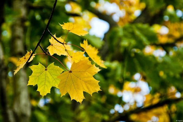 Macro-tir de feuilles d érable jaunies