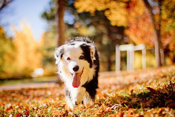 Goldene Herbstfarben mit Hund