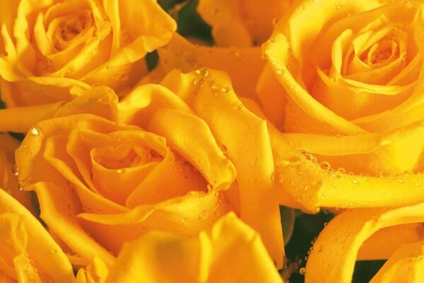 Bouquet of yellow roses with dew drops