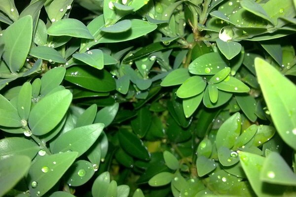 Gouttes de pluie sur les feuilles des plantes