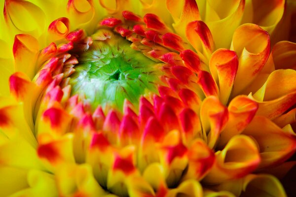 Belle fleur jaune-rouge closeup