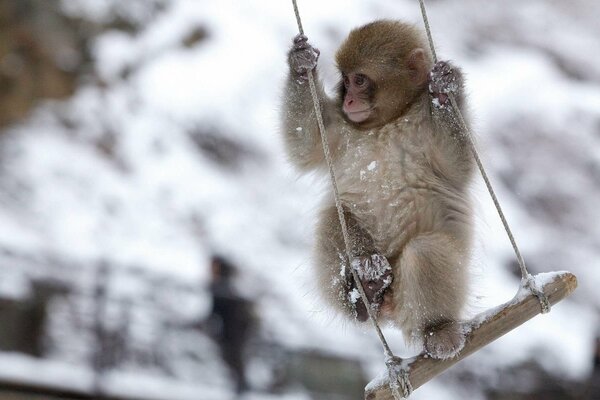 Photo d hiver du singe yoyun swing