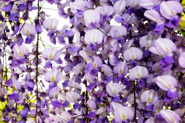 Beaucoup de branches avec des fleurs blanches et violettes