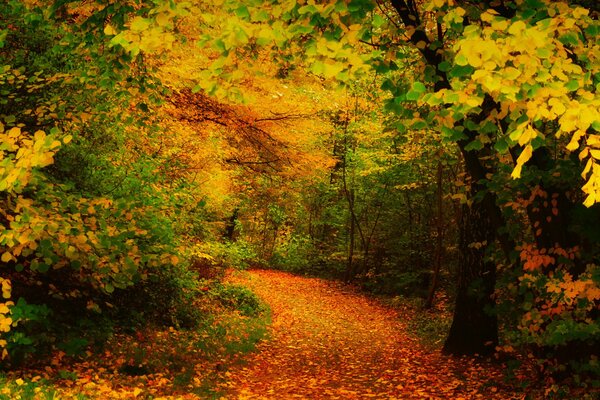 Autumn landscape with a path strewn with fallen leaves