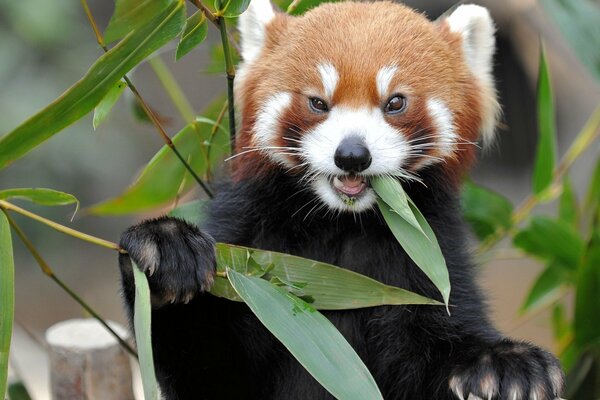 Foto des roten Panda-Tieres