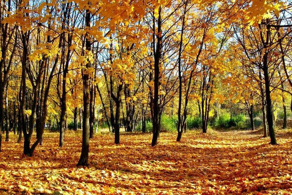 Gelbe Blätter im Herbstwald