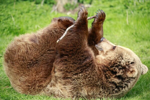 Orso bruno sdraiato sull erba