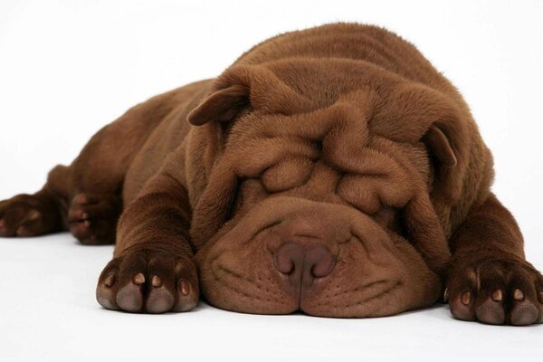 Cucciolo di Shar Pei che dorme sul pavimento