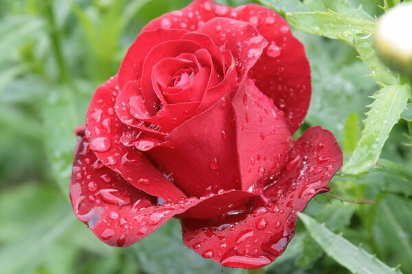 Mañana hermosa rosa con gotas de Rossa